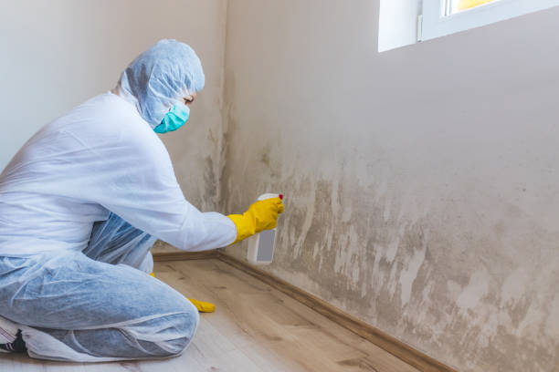 Licensed Mold Removal service in Fairview, GA - WQB Mold Removal