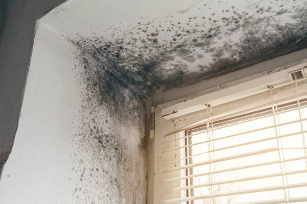 Affordable Mold Removal solutions in Fairview, GA