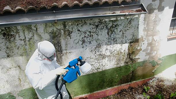 Top rated local Mold Removal specialists in Fairview, GA